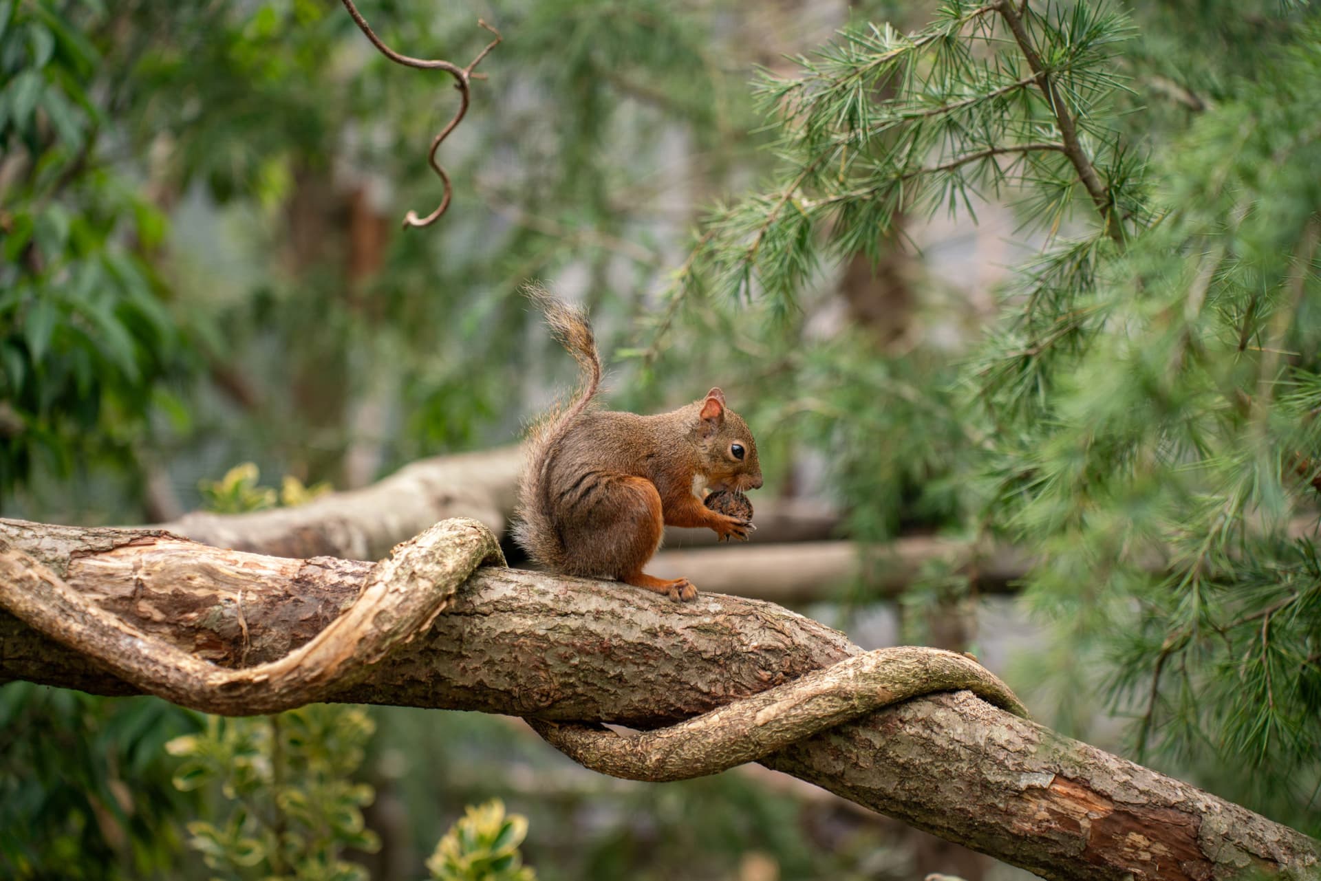 Nasu Animal Kingdom Ticket - image 10